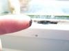 post-36607-0-45190500-1361118634_thumb.jpg