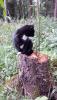 post-31993-0-91525800-1379107976_thumb.jpg