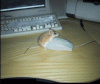 post-1632-1318258055,4081_thumb.gif