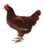 post-28050-1318261038,5374_thumb.gif