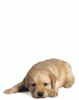 post-29338-1318259847,9171_thumb.gif