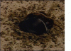 693283-genisis_feed.gif