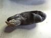 post-33806-1318262268,6611_thumb.jpg