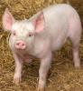 post-33726-0-82047300-1353362565_thumb.jpg