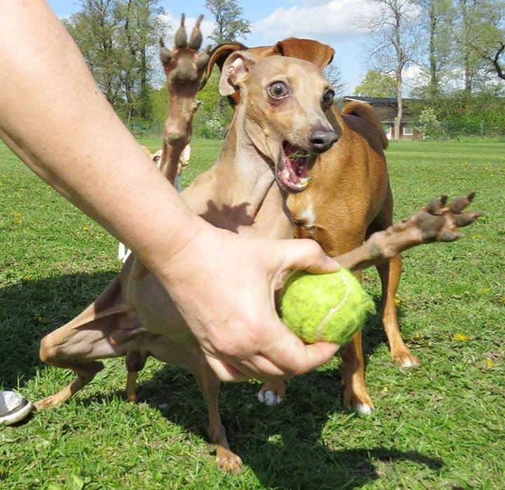 980128032_Gekkehond.jpg.4bafa50603a88d8c8a58800ede99dcdf.jpg