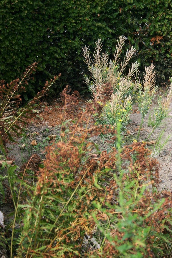droogte 4.jpg