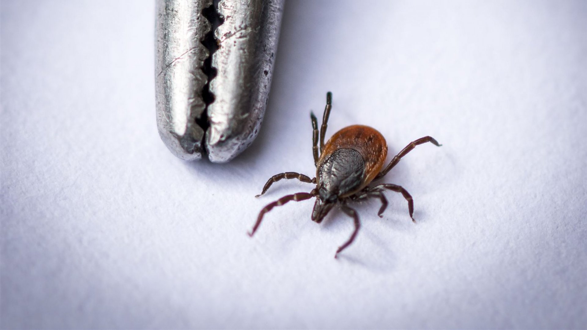 teek_tekenbeet_lyme_anp.thumb.jpg.e3cee76aaf2598c814470ff17a9807fb.jpg