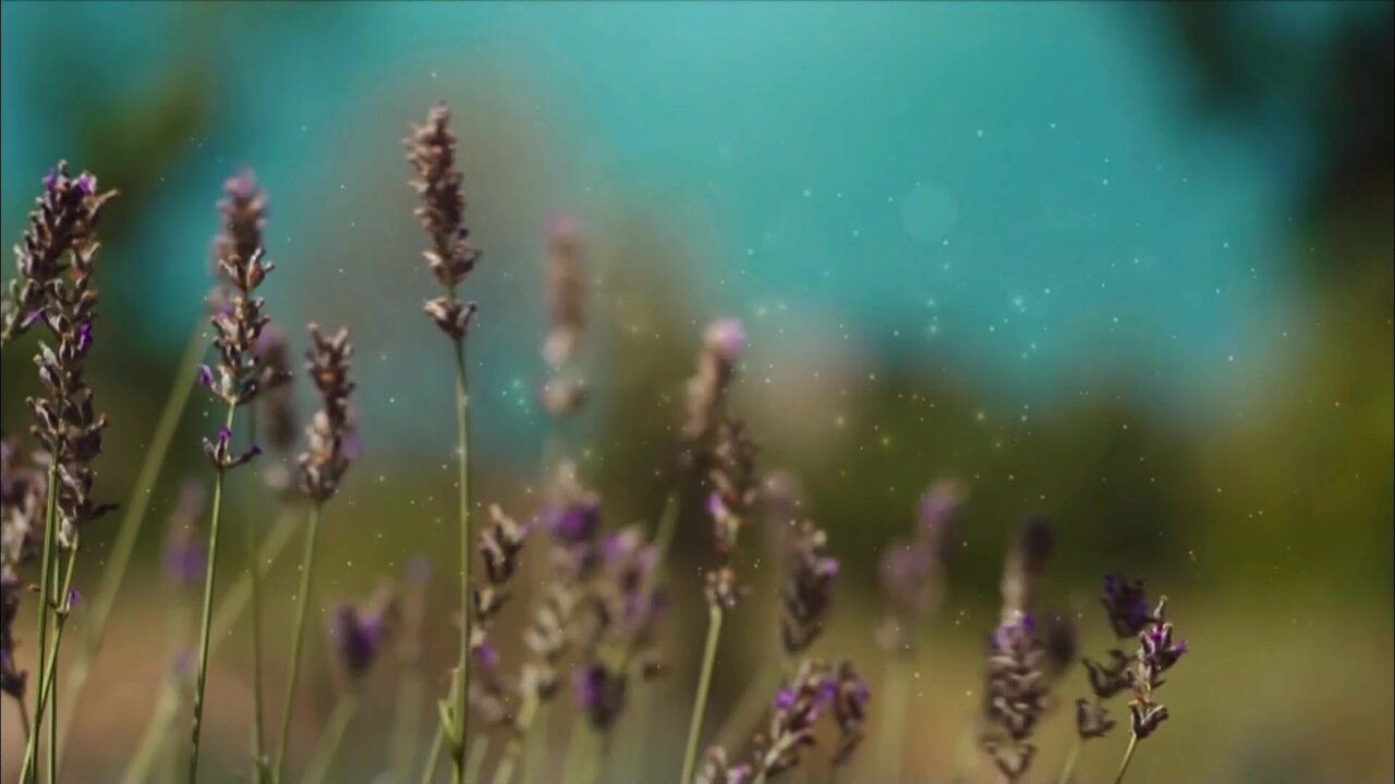 vlcsnap-2021-04-11-13h05m13s688.jpg
