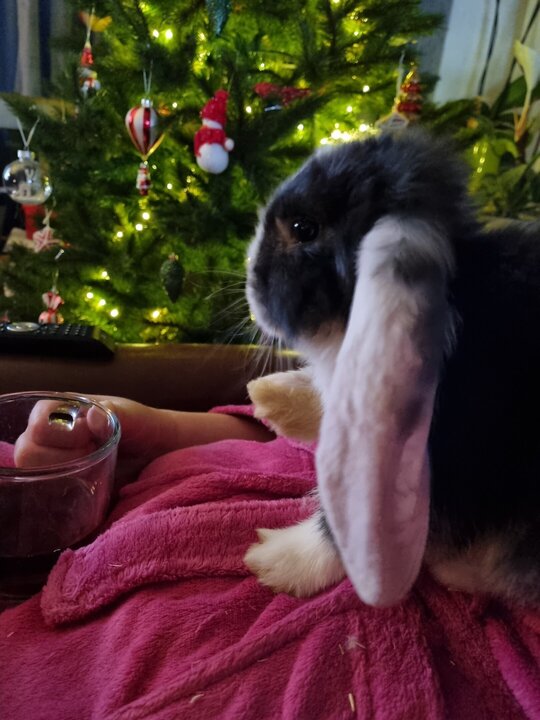 20211216_211952.thumb.jpg.966c4f0efccc1a8a5b7745ee1505164f.jpg