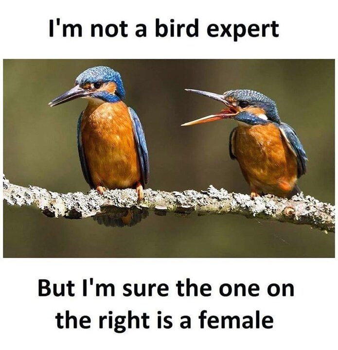 birds.thumb.jpg.4b9dd3a8c900d2a31b26681cb35bb2cd.jpg