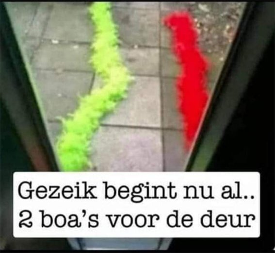 boa.jpg.087049b9121a77eb7ce2f2960e3ff818.jpg