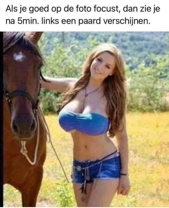 Paard.thumb.jpg.c393efaf21752f7cf205e3976a294045.jpg