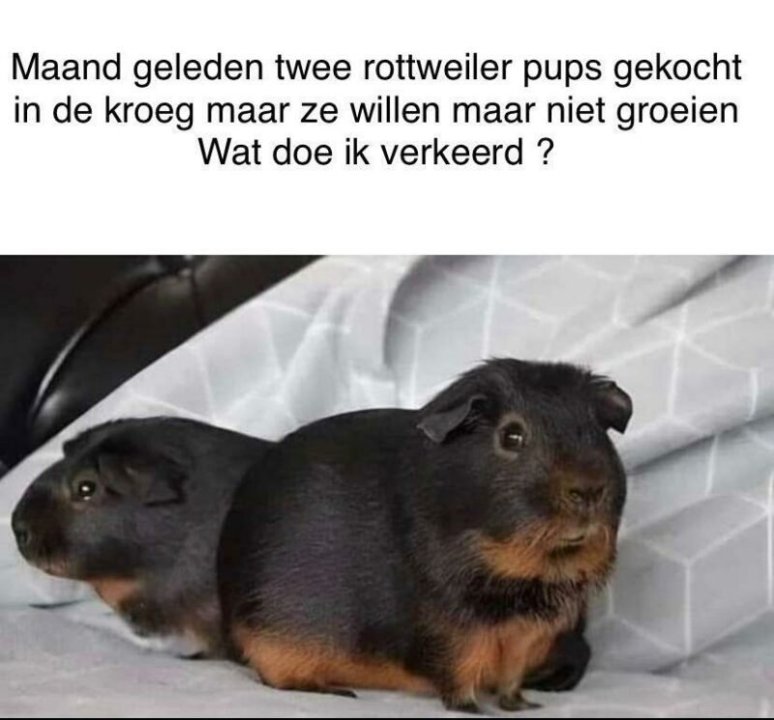 Rotweilerpups.thumb.jpg.27037a1f331d728a9a320ca1ed7588de.jpg