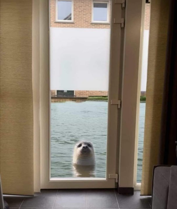 Hond.thumb.jpg.98e10b49aa0ee2d625efc84de570a8a7.jpg