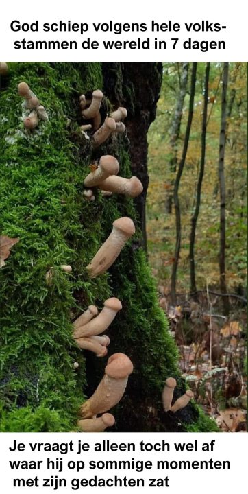 paddestoel.thumb.jpg.37e20a260471f95e93e4d45ebd6407ea.jpg