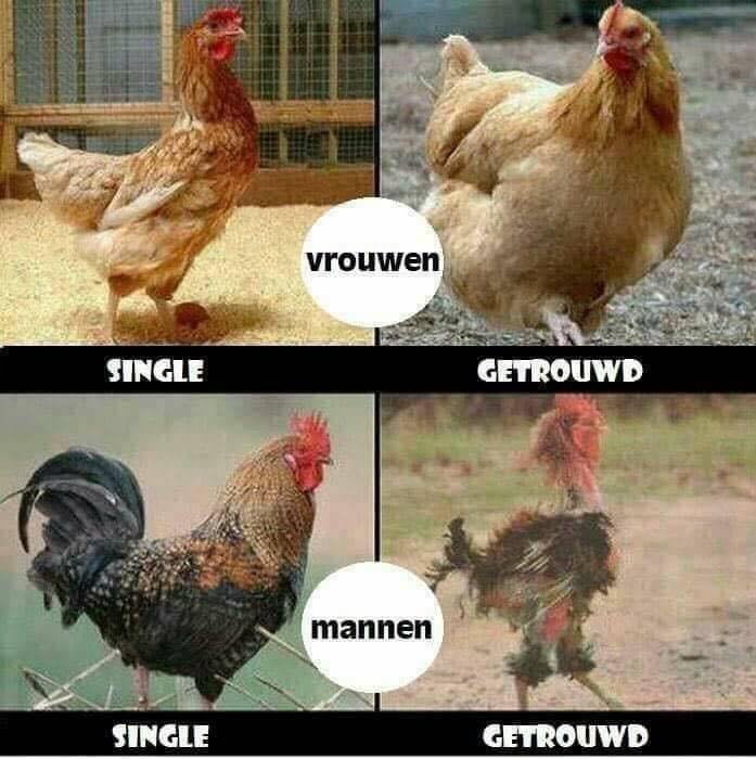 Manenvrouw.jpg.aef031a668b7509c967b535003e5ba2e.jpg
