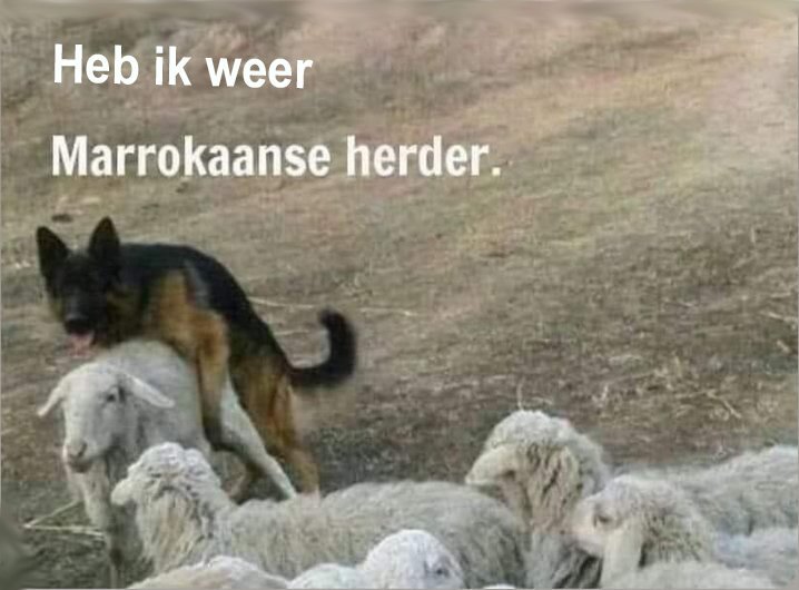 marrokaanseherder.jpg.da1a6a62f3fc7ce40bbcd36224f4c5d2.jpg