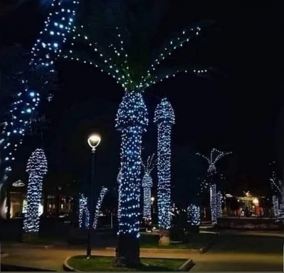 palmboomversieren.jpg.25d5aa7545fb954444981bdb97c8dc9a.jpg