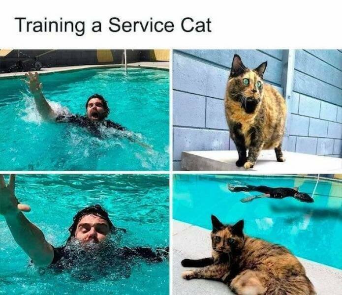 servicecat.jpg.e0bcbf476b85bbc4b1493820098d5e54.jpg