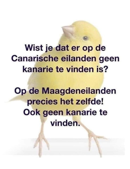 kanarie.thumb.jpg.bba3b33eebf30584acca979090549f06.jpg