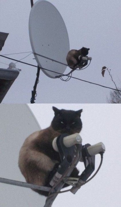 cat.jpg