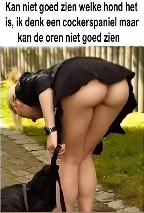 cockerspaniel.thumb.jpg.16e9c10646228d748c779e29f9a6a98e.jpg