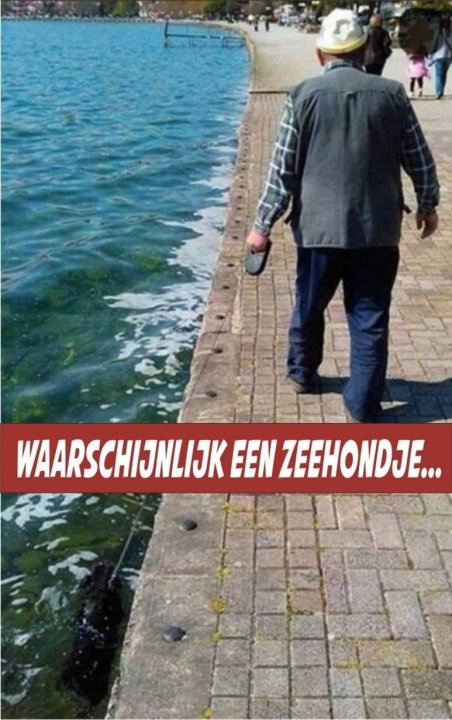 Zeehondje.jpg