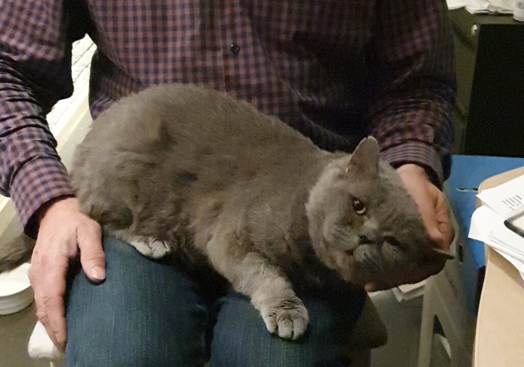 Joostindeknuffelstand.thumb.jpg.ea762bc760aa61c8152c77c0831676be.jpg