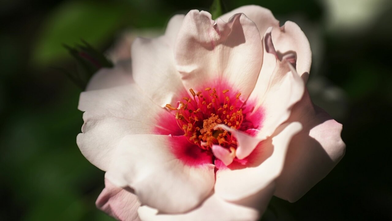 vlcsnap-2025-05-09-16h28m48s140.jpg