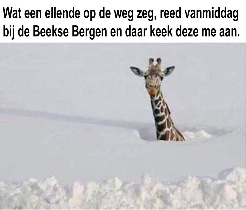 giraffe.thumb.jpg.3ba4b9ea08ea53e6786535e84185d983.jpg