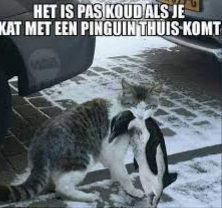 pinguin.thumb.jpg.7fbe8c015efc7c06368da628952db94f.jpg