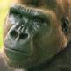 Gorilla King